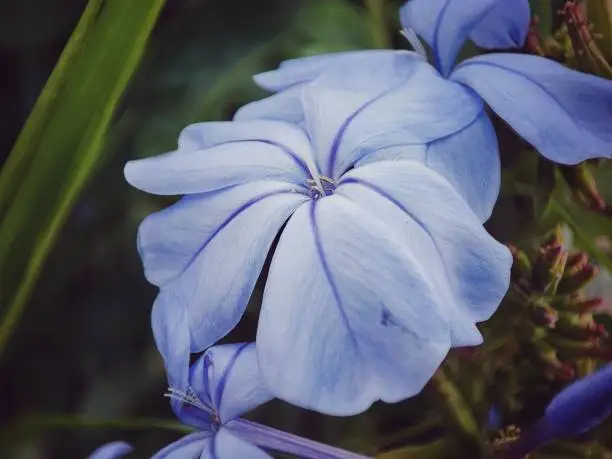 Plumbago auriculata Lam./sky flower