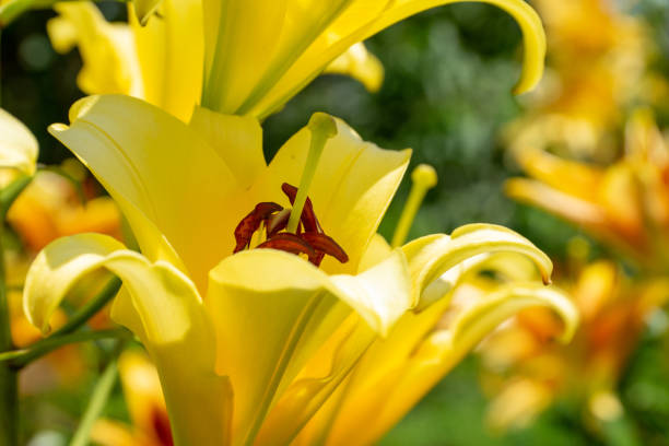 istock Colorful lily flowers blooming in early summer 1476103188