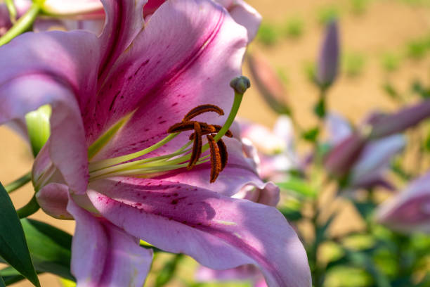 istock Colorful lily flowers blooming in early summer 1476103190