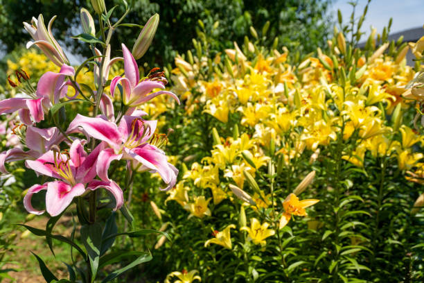 istock Colorful lily flowers blooming in early summer 1476103201