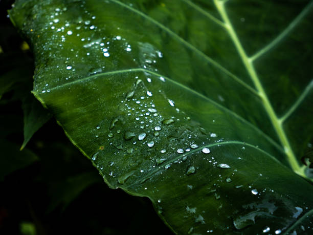 istock Morning Dew: Water Drops on Leaf Glisten in Soft Light 1476104609