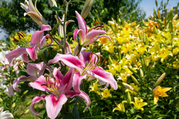 istock Colorful lily flowers blooming in early summer 1476105335
