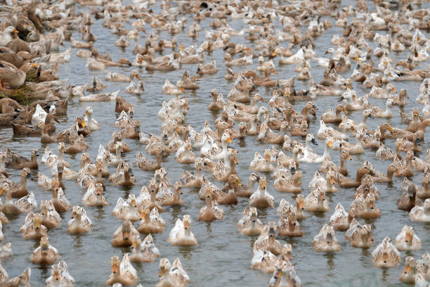 istock A flock of ducks swimmimg in a pool 1476108103