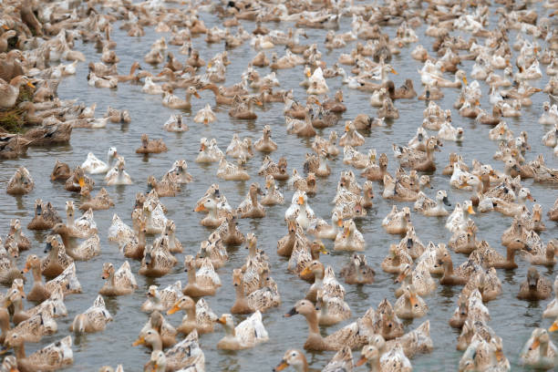 istock A flock of ducks swimmimg in a pool 1476108105