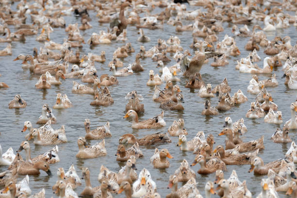 istock A flock of ducks swimmimg in a pool 1476108121