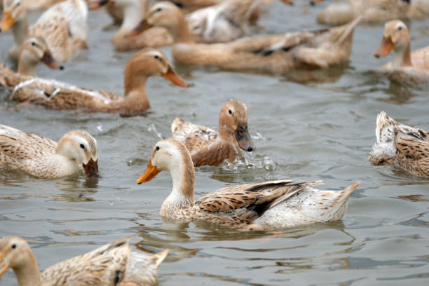 istock A flock of ducks swimmimg in a pool 1476108304