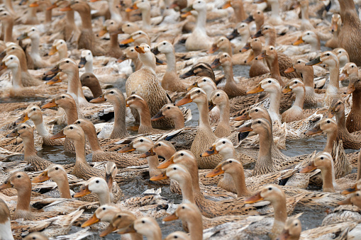 A flock of ducks swimmimg in a pool