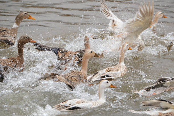istock A flock of ducks swimmimg in a pool 1476108402