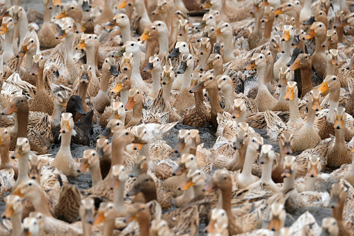 A flock of ducks swimmimg in a pool