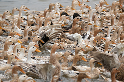 A flock of ducks swimmimg in a pool