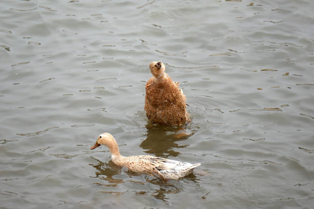 A flock of ducks swimmimg in a pool