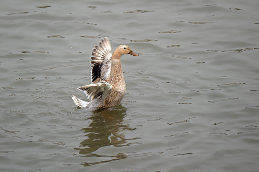 Duck flapping its wings in a pond