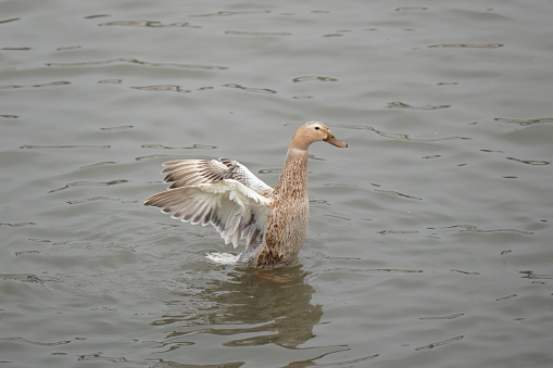 18 may 2023, Basse Yutz, Yutz, Thionville Portes de France, Moselle, Lorraine, Grand Est, France. It's spring. In a shallow pond, an Egyptian goose stands with its paws in the water. The bird's back is turned, its wings are outstretched. We can see the white, black and black feathers with metallic highlights that cover the wings.