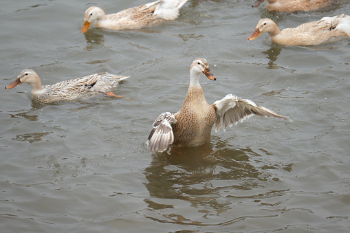 Migrating Eurasian wigeon (Anas penelope) ducks are leaving for the southern hibernating areas in autumn and winter.
