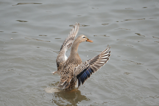 Duck flapping its wings in a pond