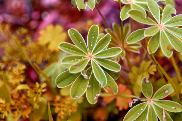 Dew on lupine leaves