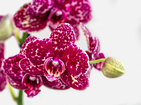 Maroon spotted orchid phalaenopsis wildcat, a branch of a blooming orchid on a white background. Tropical flower, branch of orchid close up. Purple orchid background. Holiday, Women's Day, Flower card