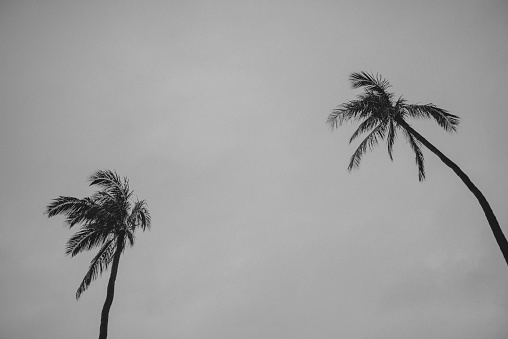 Two palm trees with copy space