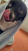 haustierpflegehund-der-nach-dem-baden-trocken-wird.jpg?b=1&s=170x170&k=20&c=hyrusLVcpjA6udlTrrEw1zZMndR6VmtK77_Y60XN4eM=