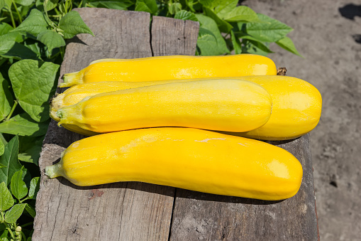 Heap of the freshly harvested yellow vegetable marrows on the old wooden plank on a blurred background of the some vegetable plants, outdoors in sunny weather