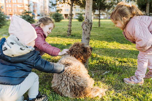 Dog Lagotto Romagnolo playing with kids