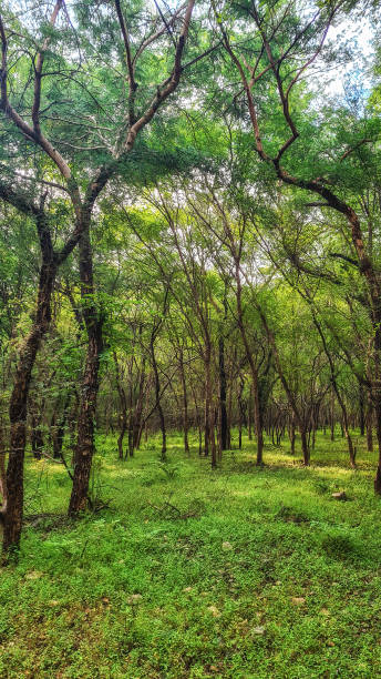 istock Ranthambore National Park. Ranthambore, India 1476114957