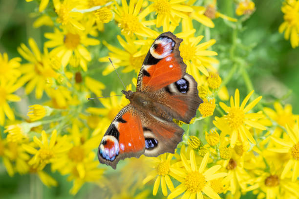 istock Peacock butterfly individual on ragwort 1476116102