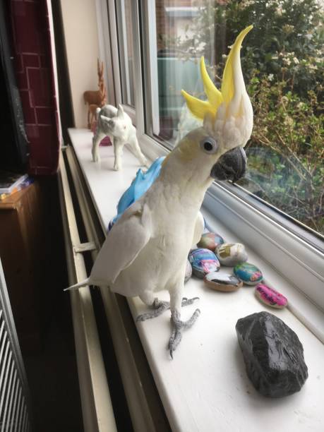 istock Pet care cockatoo 1476116953