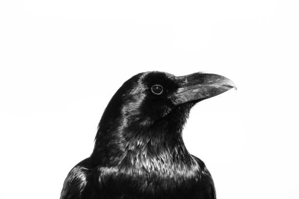 istock Headshot of a raven - bird 1476119165