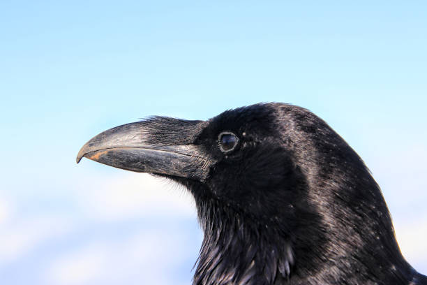 istock Headshot of a raven - bird 1476119703