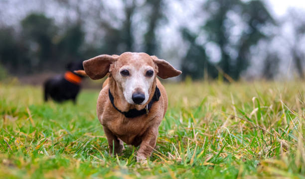 walkies bassotto in miniatura - pets dachshund dog running foto e immagini stock