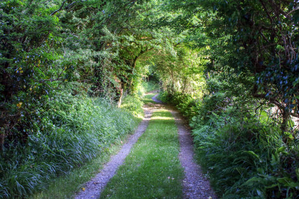 istock Country lane at sunset West Cork 1476122664