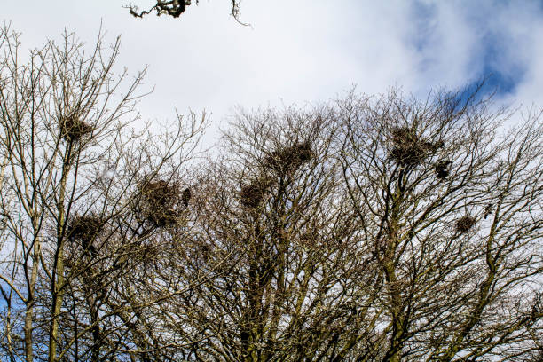 istock Birds nests in the sunshine on a winters day 1476122666