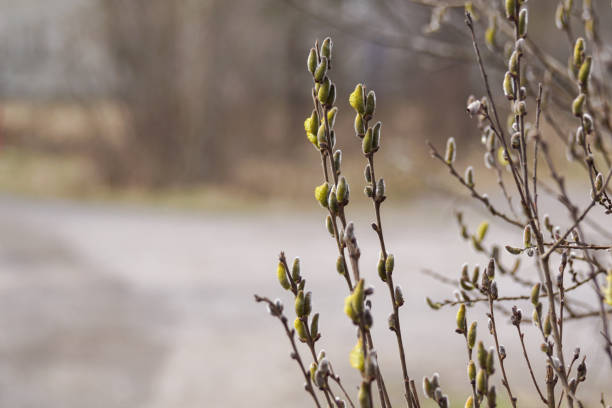 A close up of plant during spring