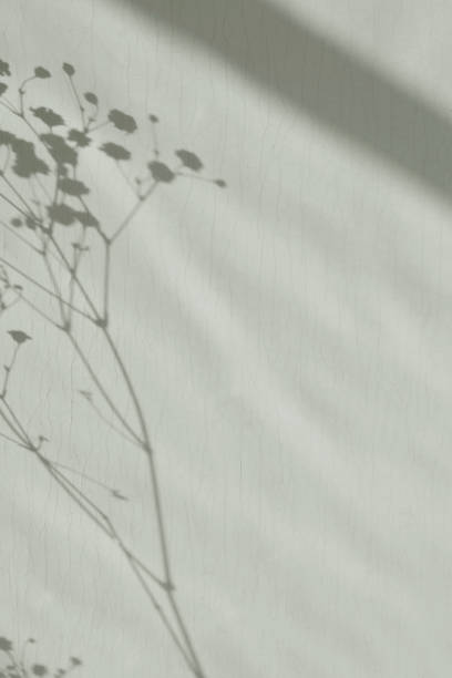 istock Aesthetic minimalist neutral background with sunlight shadows on light sage green wall, copy space 1476138947