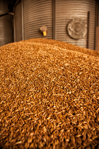 large pile of wheat grains near granary