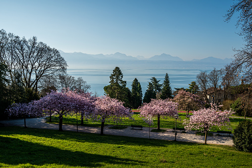 Blossom in spring. Landscape of Prunus Kwanzan pink flowers, tree, mountain and lake.