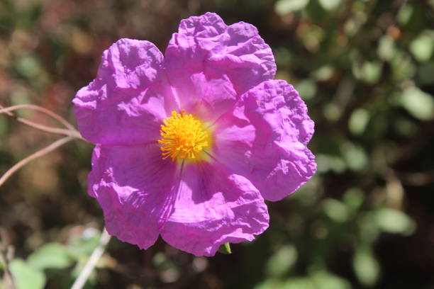 istock ISTANBUL AND ISLANDS COAST 1476141443