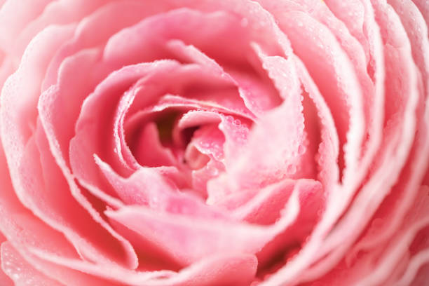istock Pink Ranunculs Covered with Dew, Extremely Close-Up 1476141610