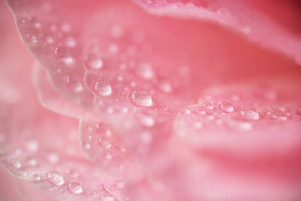 macro photograph of light pink rose after a scarce rain in Southern California