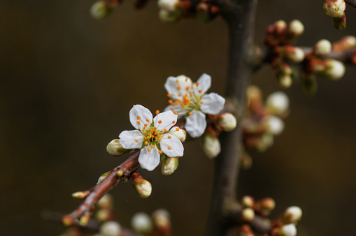 cherry blossom in spring, close-up of white flowers