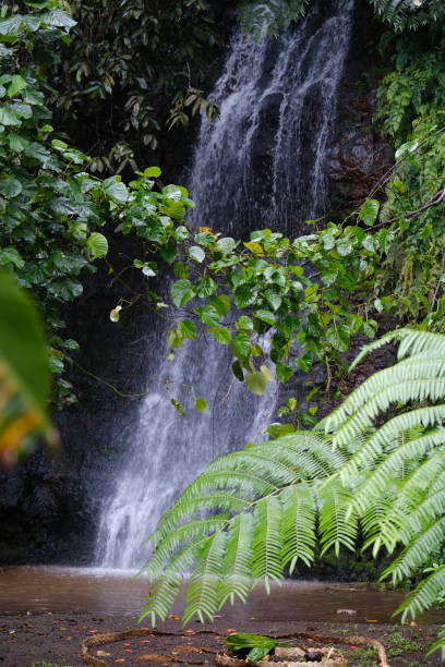 istock A waterfall at Vaipahi public garden. 1476144781