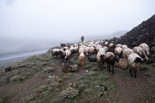 Herding Sheep