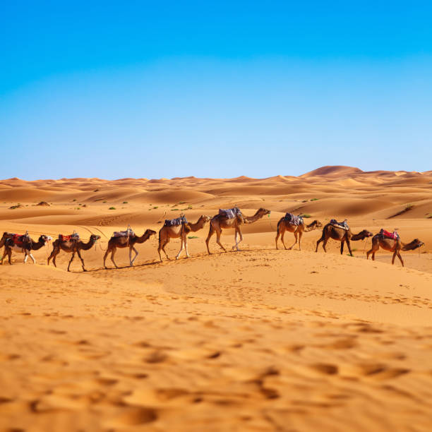 istock camel caravan in the sahara desert Morocco 1476149123