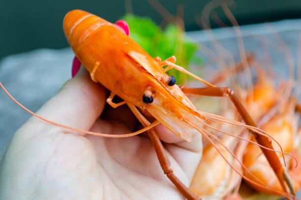 istock Large boiled king shrimp in a woman's hand 1476150542