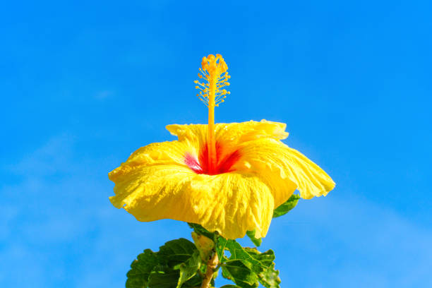 Close-Up of a large tropical hibiscus flower against blue sky background.