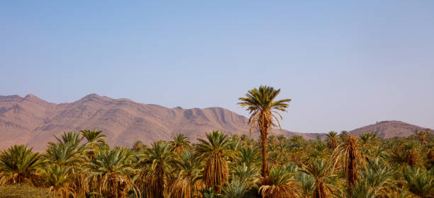The oasis on the desert, Morocco