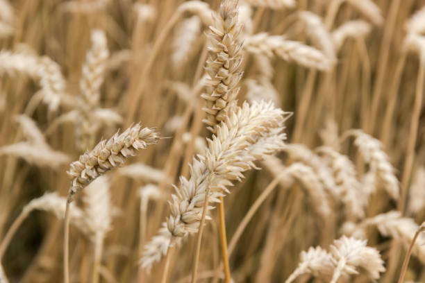 espigas de trigo en el campo, primer plano en enfoque selectivo - wheat winter wheat cereal plant spiked fotografías e imágenes de stock