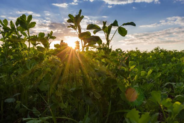 野原のアルファルファと日没時の茎の間の太陽光線 - silage field hay cultivated land ストックフォトと画像