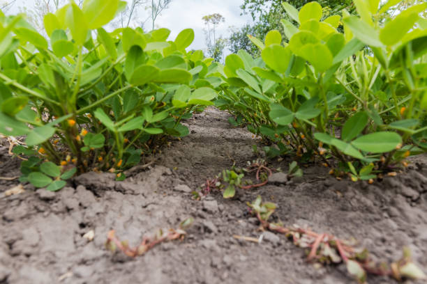 Fresh peanuts plants with roots